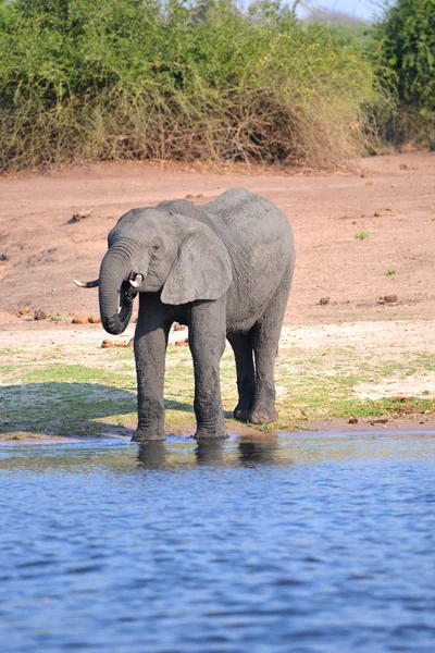 Elefante che beve al fiume Foto Stock Royalty Free