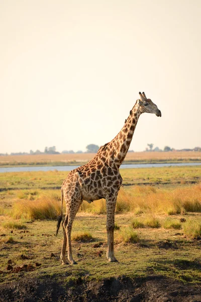 Giraffe in Botswana Rechtenvrije Stockafbeeldingen