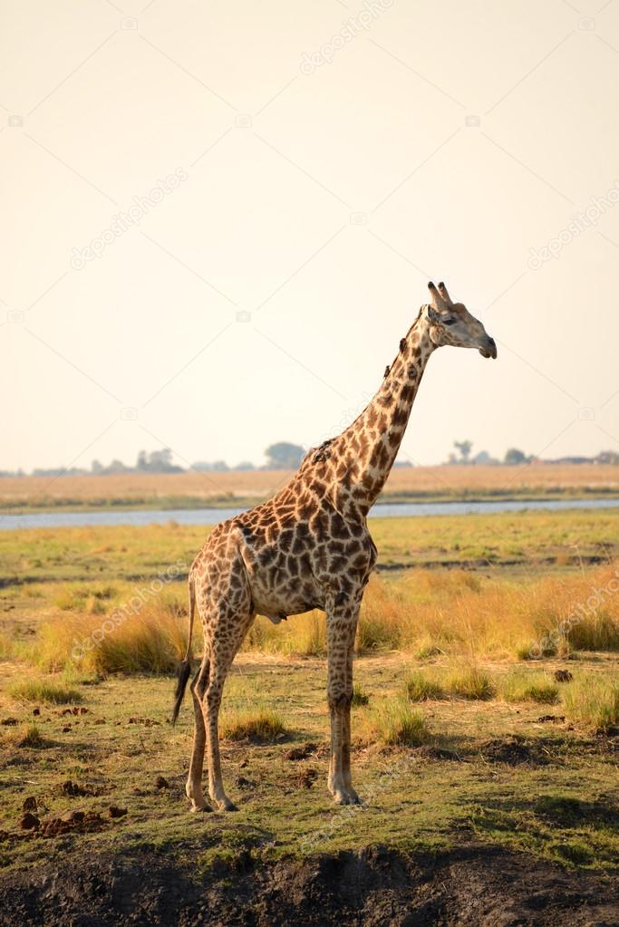 Giraffe In Botswana