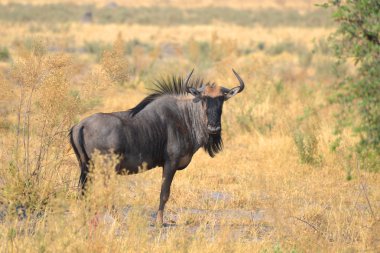 Botswana Wildabeest