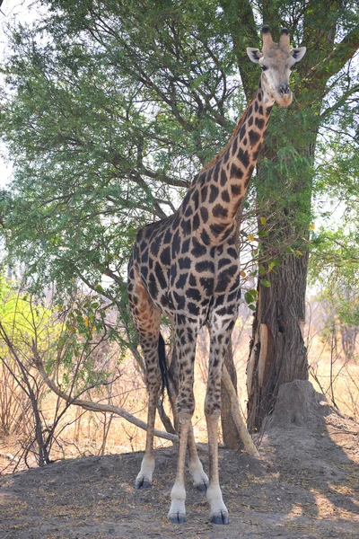 Girafe près de Maune — Photo