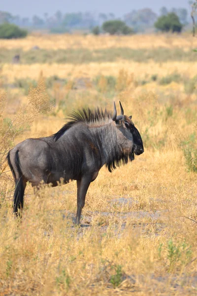 Wildabeest i Botswana — Stockfoto
