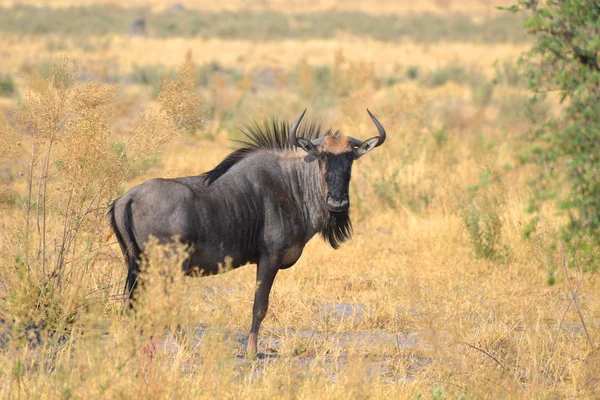 Gnus in Botswana — Stockfoto