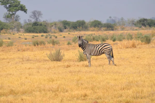 Zebre in Botswana — Foto Stock