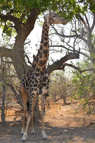 Giraffe in der Nähe von maune — Stockfoto