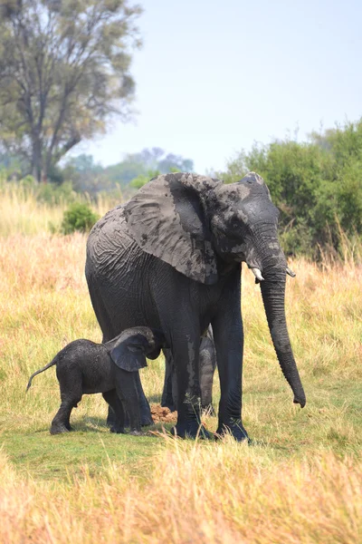 Moeder en baby olifant — Stockfoto