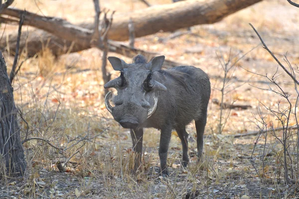 Warzenschwein in Afrika — Stockfoto