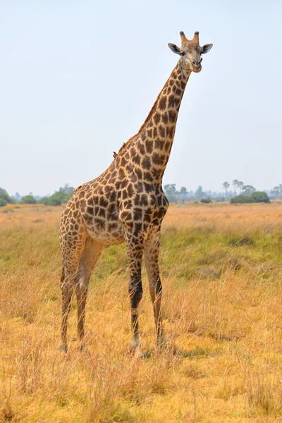 Girafe près de Maune Photo De Stock