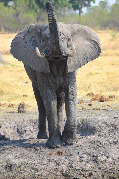 अफ्रीकी हाथी मौन के पास रॉयल्टी फ़्री स्टॉक फ़ोटो