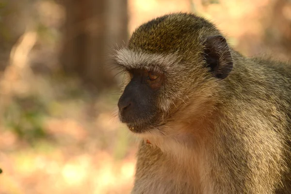 Vervet Monkeys Victoria Fall — стоковое фото