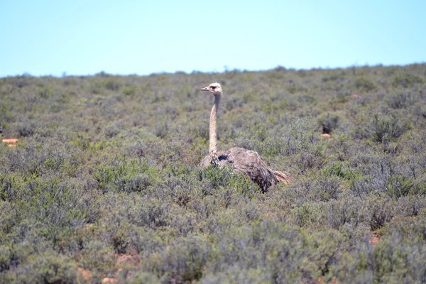 Strauß Karoo Nationalpark — Stockfoto