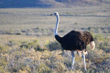 Devekuşu Karoo Milli Parkı'nda