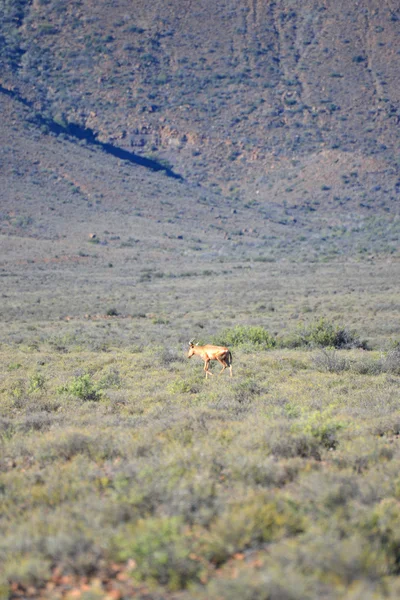 Червоний Hartebeest Національному Парку Кару — стокове фото