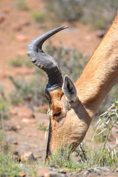 Hartebeest Rouge Dans Parc National Karoo — Photo