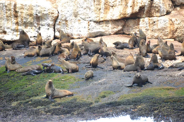 Seal Island South Africa