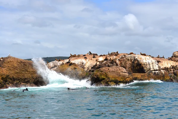 Seal Island Sudáfrica — Foto de Stock