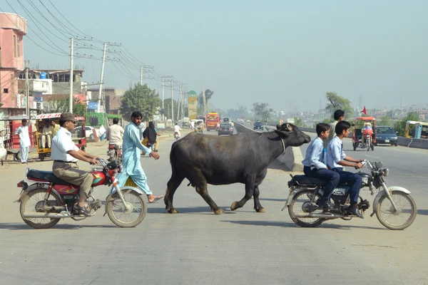 Rua do cruzamento de vacas — Fotografia de Stock