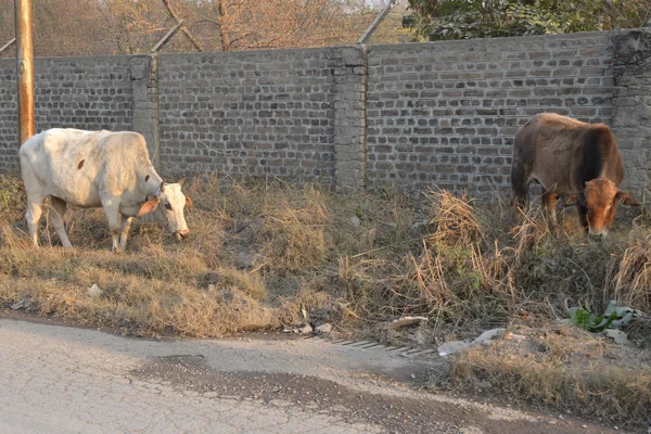 Deux vaches mangeant près du mur — Photo