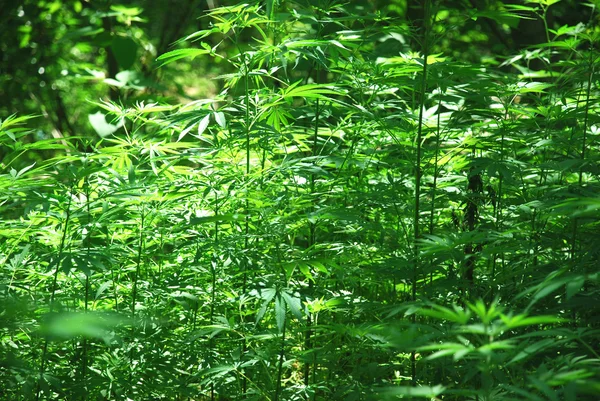 Kenevir esrar bitki orman içinde