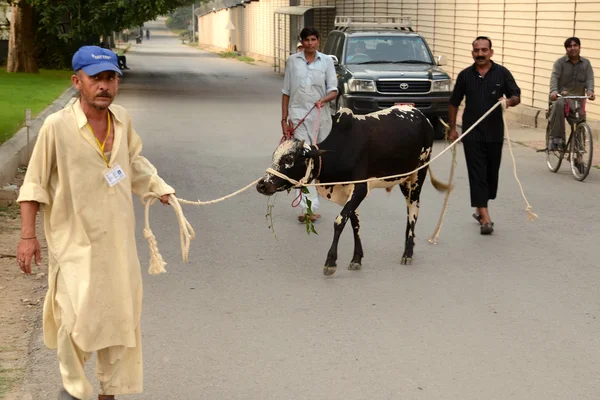 Eid 전에 암소 — 스톡 사진