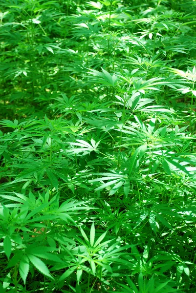 Plantes de cannabis de chanvre dans la forêt Images De Stock Libres De Droits