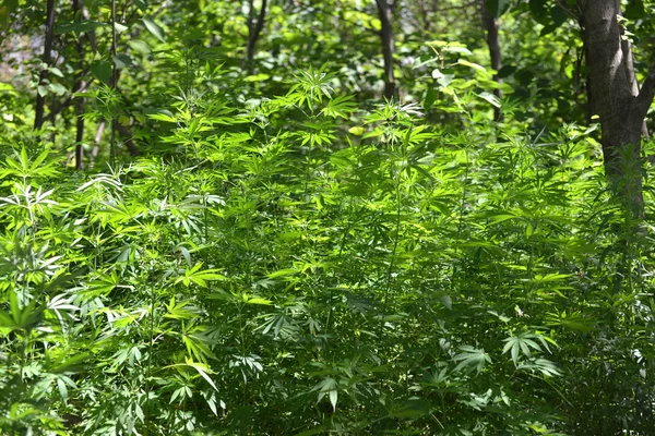 Plantes de cannabis de chanvre dans la forêt Photo De Stock
