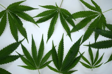 Esrar kenevir yaprağı