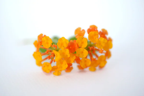 küçük turuncu çiçekler