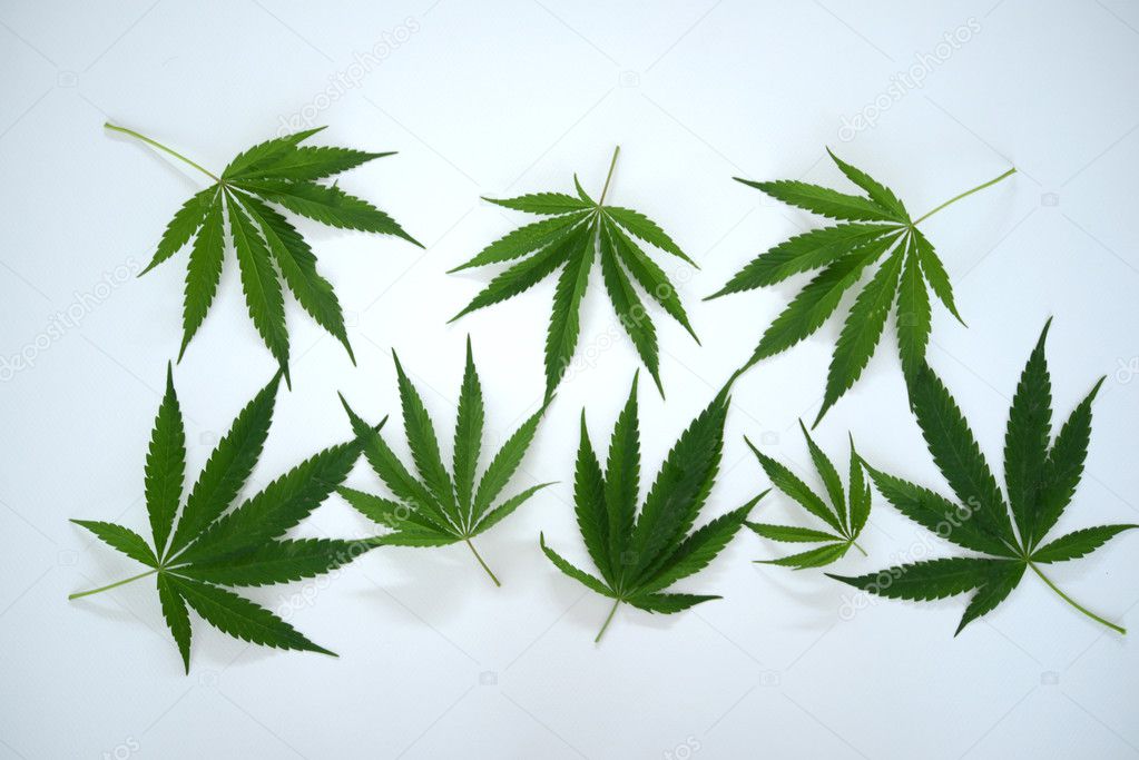Marijuana Hemp Leaves