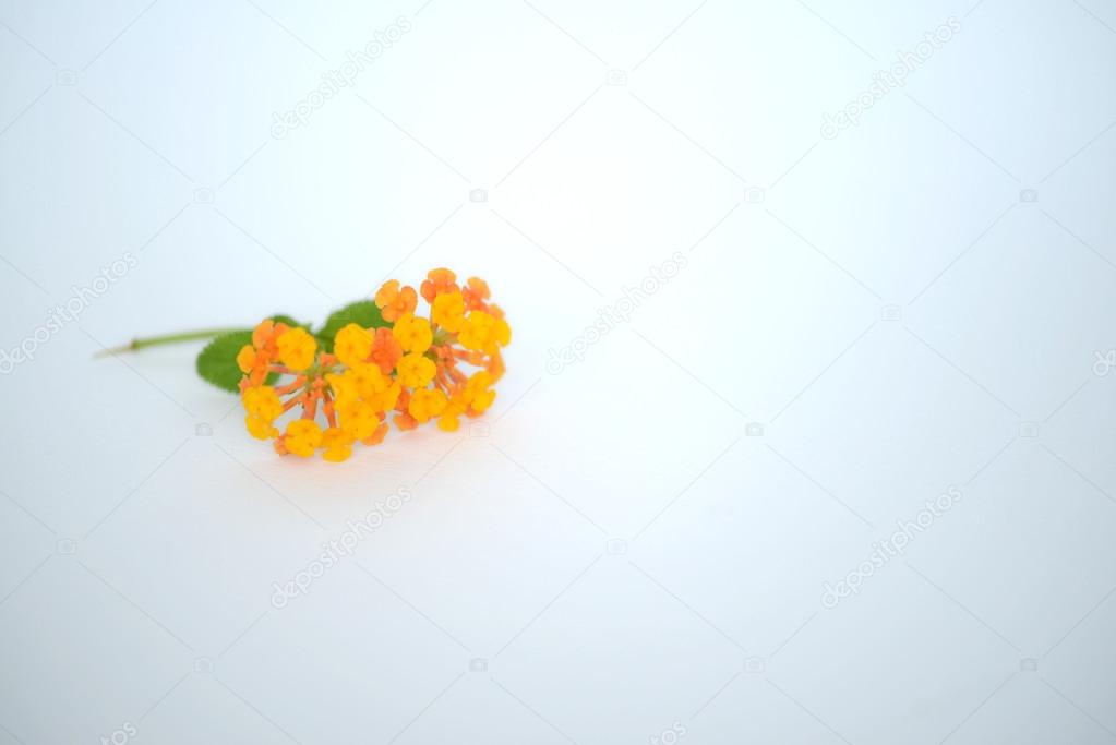 Small Orange Flowers