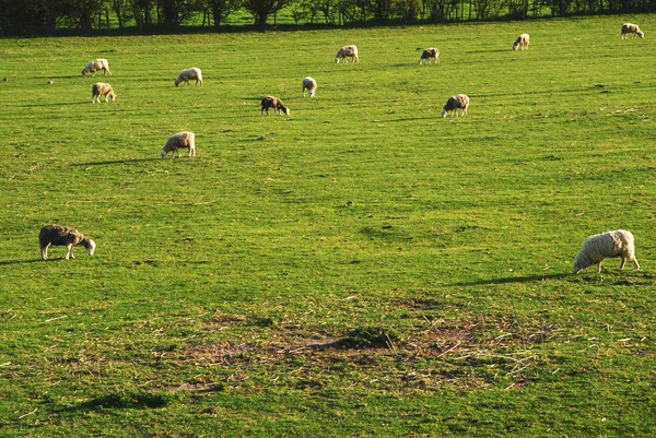 Sheep in Salisbury — Stock Photo, Image