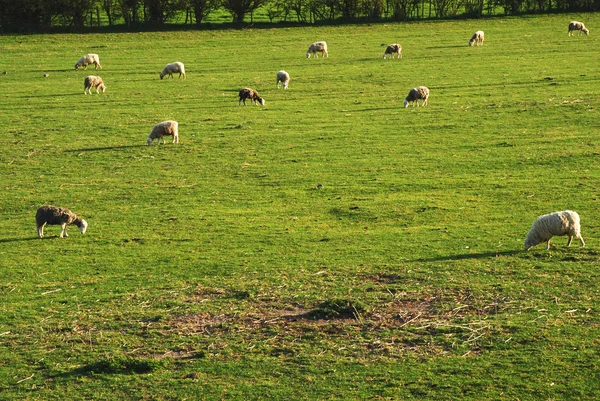 Ovejas en Salisbury —  Fotos de Stock