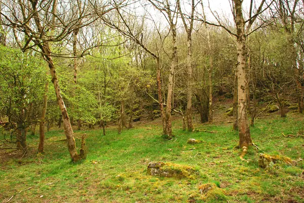 Британский лес — стоковое фото