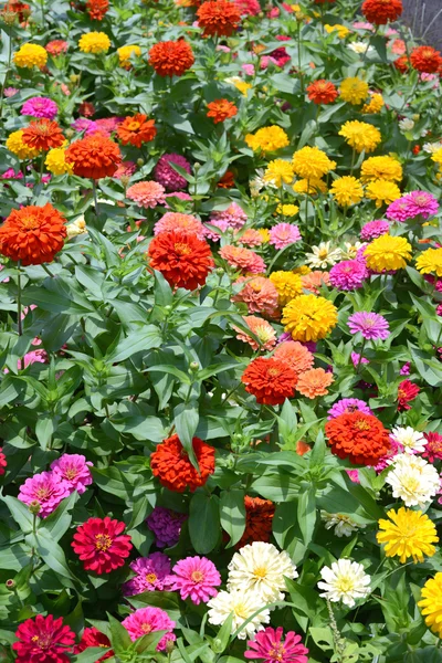 Flores coloridas — Fotografia de Stock