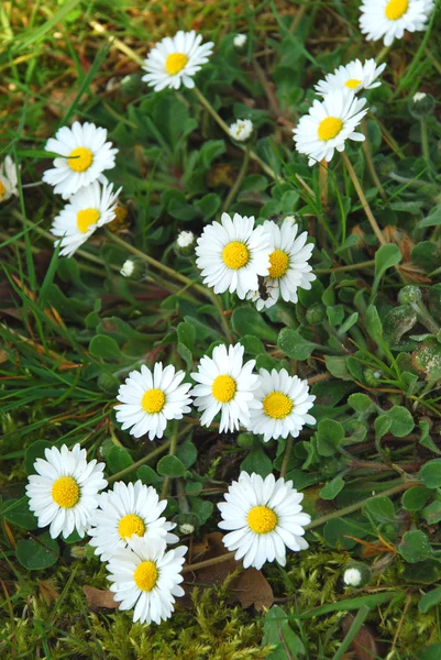 草の白い花 — ストック写真
