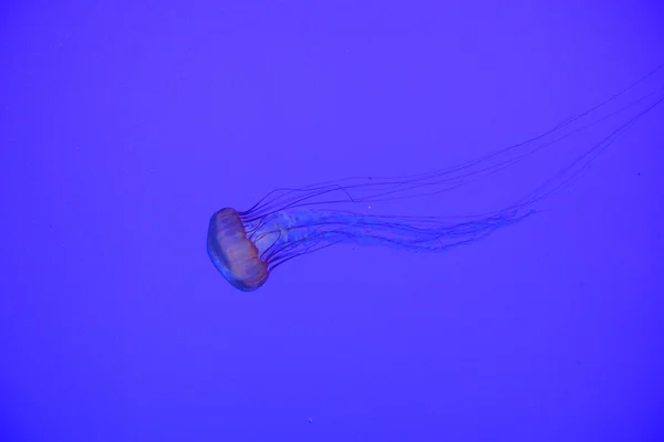 Glowring jöle balık