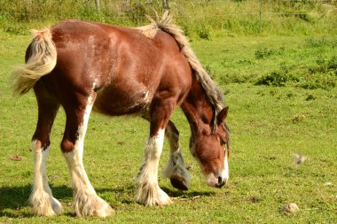 at çimenlerde otlayan