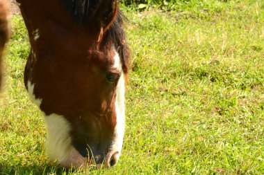 at çimenlerde otlayan