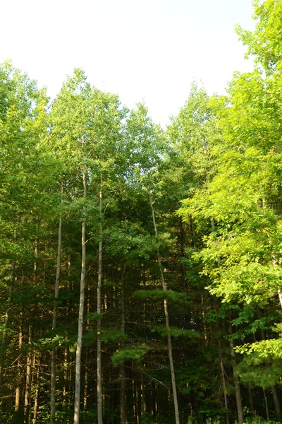 Blick in den Wald — Stockfoto