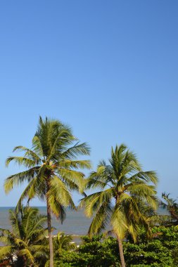 Palmiye ağacı Forrest