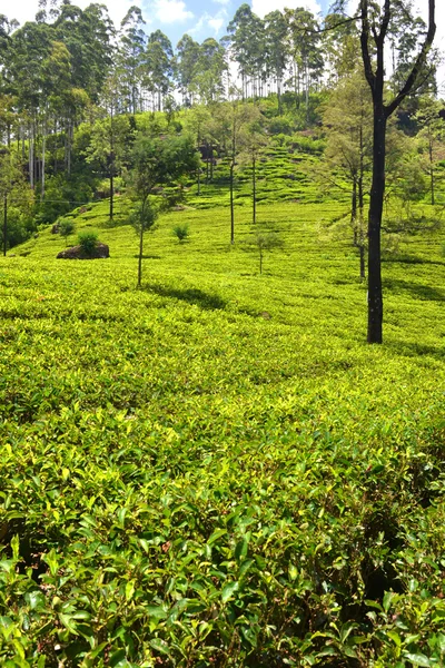 Campo de chá do Sri Lanka — Fotografia de Stock
