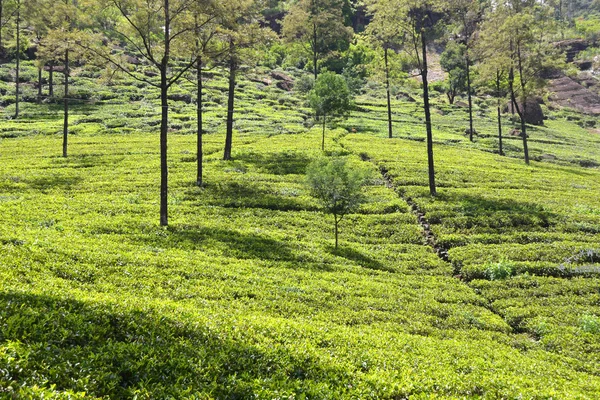 Campo de té de Sri Lanka —  Fotos de Stock