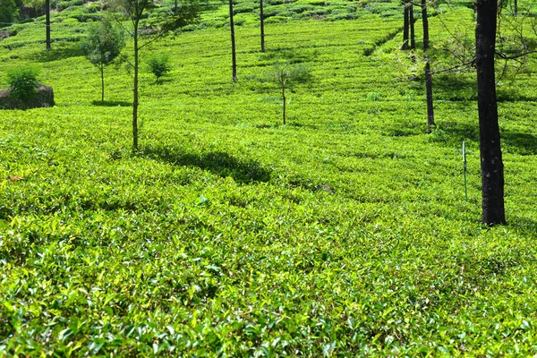 Campo de té de Sri Lanka —  Fotos de Stock