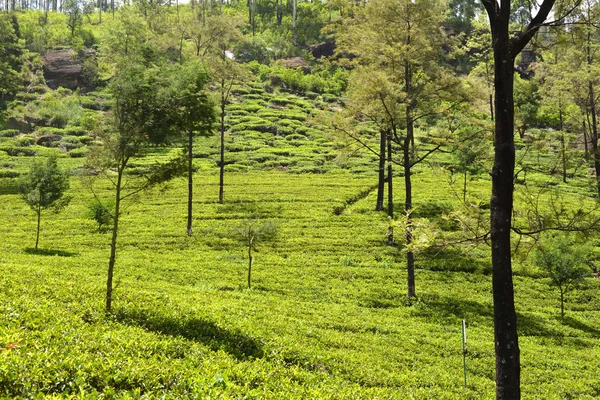 Campo de té de Sri Lanka —  Fotos de Stock