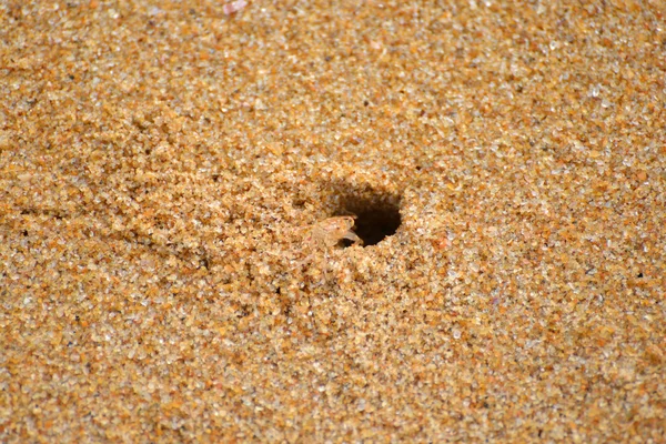 Mały krab piasek — Zdjęcie stockowe