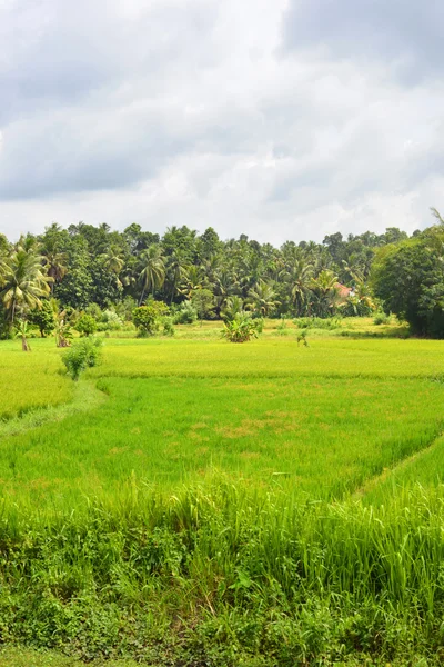 Campo de arroz Sri Lanka —  Fotos de Stock