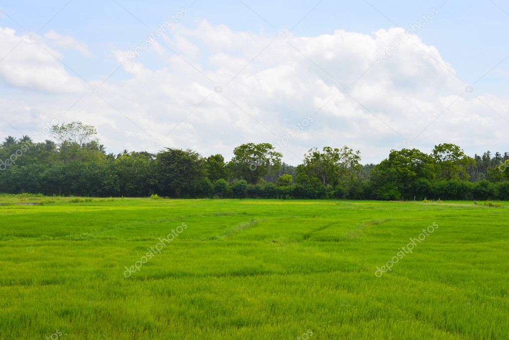 Rice Field Sri Lanka