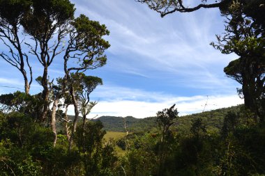 Horton Plains Ulusal Parkı