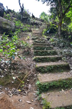 Orman taş merdiven 