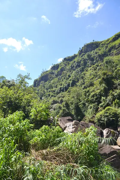 Sri Lanka orman — Stok fotoğraf